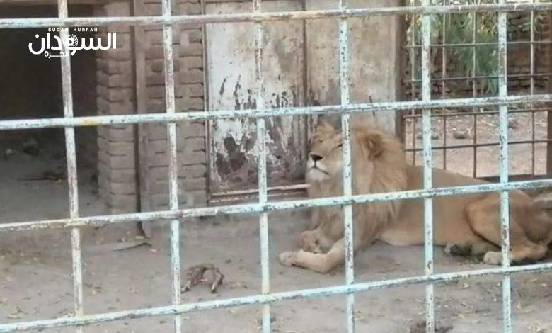 أسد يقتل طفلة بحديقة الدندر