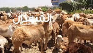 ارتفاع أسعار الأضاحي لموسم 2025 يحرم الكثير من الأسر السودانية من أداء الشعيرة